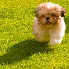 Scooby dog joined the competition — help win amazing prizes!