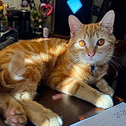 Fynnley is registered to the contest to win money with this photo: cat, orange_tabby, ginger_cat, pet, indoor, sunlight, golden_eyes, whiskers, paw, close_up, collar, ears, fur, table, paper, home_decor, cozy, portrait, relaxed, feline