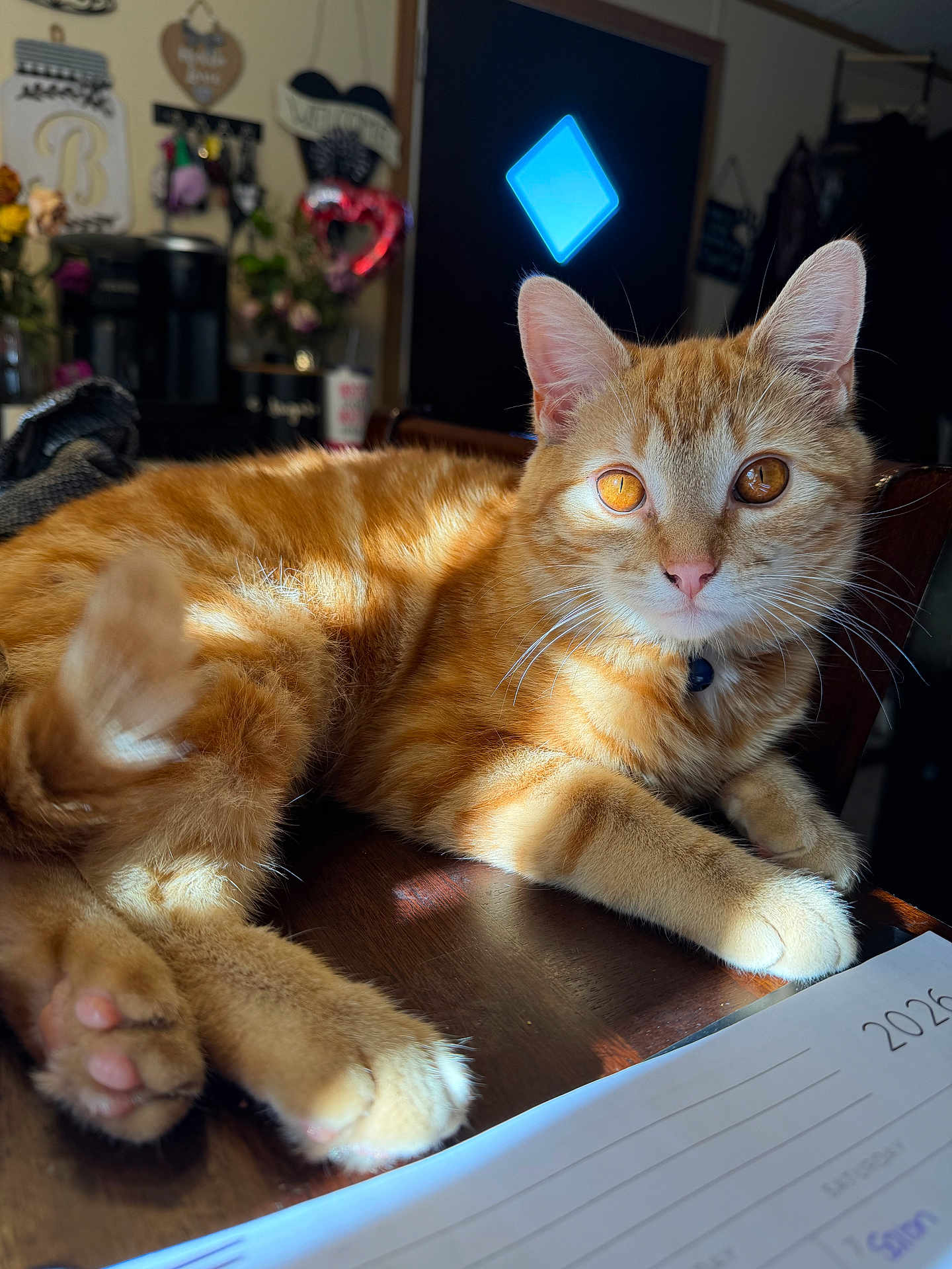 Fynnley is registered to the contest to win money with this photo: cat, orange_tabby, ginger_cat, pet, indoor, sunlight, golden_eyes, whiskers, paw, close_up, collar, ears, fur, table, paper, home_decor, cozy, portrait, relaxed, feline