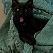 Elie a rejoint le concours — aidez-le/la à gagner de superbes lots ! cat, kitten, black_cat, towel, wrapped, indoor, cute, surprised, mouth_open, fur, pet, animal, cozy, resting, texture, soft, paw, eyes, playful, adorable