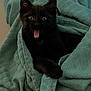 cat, kitten, black_cat, towel, wrapped, indoor, cute, surprised, mouth_open, fur, pet, animal, cozy, resting, texture, soft, paw, eyes, playful, adorable