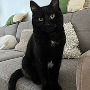 Elie a rejoint le concours — aidez-le/la à gagner de superbes lots ! animal, black_cat, cat, couch, cozy, cushion, cute, domestic, feline, fur, home, indoor, mammal, pet, relaxed, seated, sofa, tail, whiskers, yellow_eyes