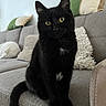 animal, black_cat, cat, couch, cozy, cushion, cute, domestic, feline, fur, home, indoor, mammal, pet, relaxed, seated, sofa, tail, whiskers, yellow_eyes