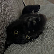Elie participe au concours pour gagner de l'argent avec cette photo : animal, black_cat, blanket, cat, close_up, comfort, couch, cozy, curious, cute, eyes, feline, furniture, hidden, indoor, paw, pet, playful, resting, soft_texture