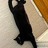 Elie a rejoint le concours — aidez-le/la à gagner de superbes lots ! animal, black_cat, cat, corner, domestic, feline, floor, fur, home, indoor, mammal, paw, pet, quiet, relaxed, resting, stretching, tail, whiskers, wood_floor
