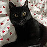 adorable, animal, bed, black_cat, blanket, cat, closeup, cozy, cute, domestic_animal, eyes, feline, fur, heart_pattern, indoor, pet, portrait, resting, sleepy, whiskers