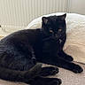 Elie a rejoint le concours — aidez-le/la à gagner de superbes lots ! animal, black_cat, cat, couch, cozy, domestic_cat, feline, fur, home, indoor, laying_down, pet, pillow, quiet, relaxed, resting, sleepy, soft_texture, whiskers, yellow_eyes
