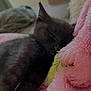 black_cat, kitten, sleeping, cozy, blanket, pink, fur, pet, indoor, resting, cute, animal, soft_texture, closeup, domestic_cat, nap, feline, comfort, warm, relaxation