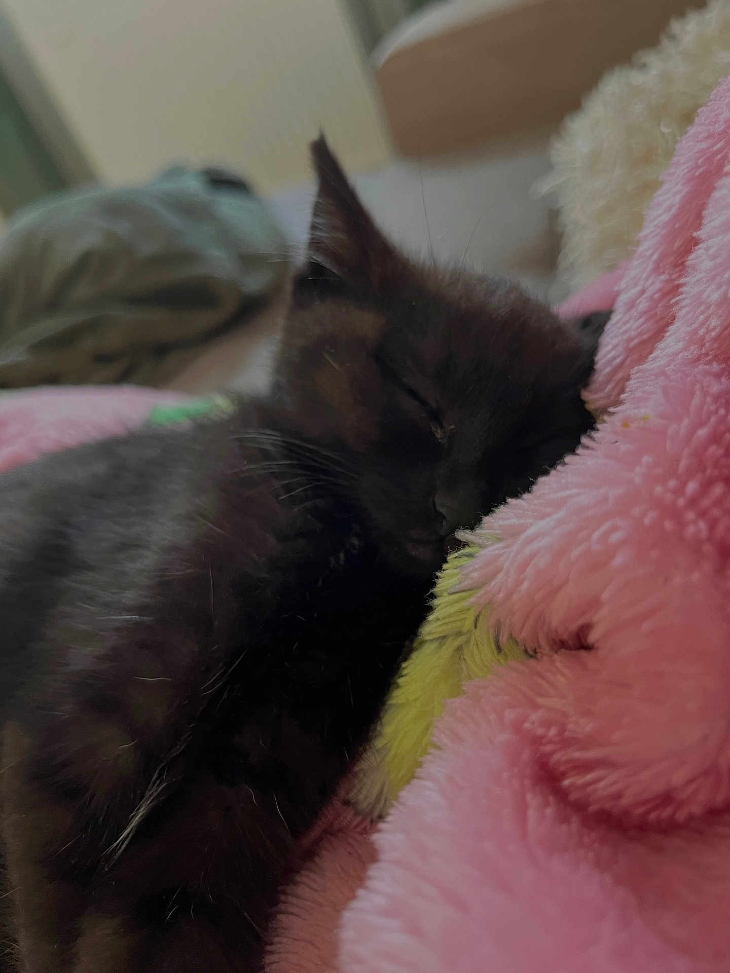 Elie participe au concours pour gagner de l'argent avec cette photo : black_cat, kitten, sleeping, cozy, blanket, pink, fur, pet, indoor, resting, cute, animal, soft_texture, closeup, domestic_cat, nap, feline, comfort, warm, relaxation