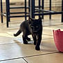 Elie a rejoint le concours — aidez-le/la à gagner de superbes lots ! black_cat, kitten, indoor, floor, tile_floor, pet, animal, curious, walking, pink_bucket, furniture, legs, home, small, young, cute, domestic_cat, playful, shadow, light