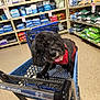 animal, bags, black_dog, dog, floor, happy, harness, indoor, litter, pet, pet_food, pet_store, plastic_cart, playful, retail, shelves, shopping, shopping_cart, store_aisle, tongue_out