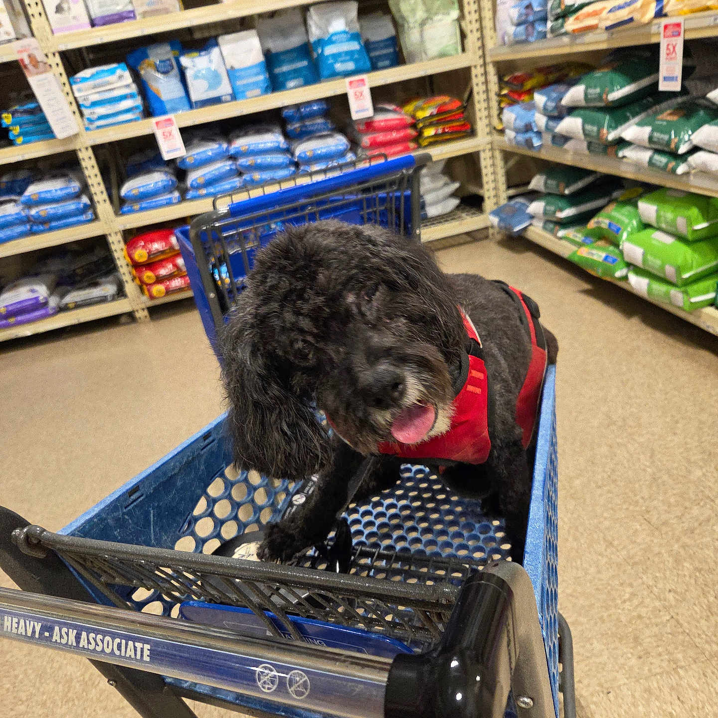 Jordon is registered to the contest to win money with this photo: animal, bags, black_dog, dog, floor, happy, harness, indoor, litter, pet, pet_food, pet_store, plastic_cart, playful, retail, shelves, shopping, shopping_cart, store_aisle, tongue_out