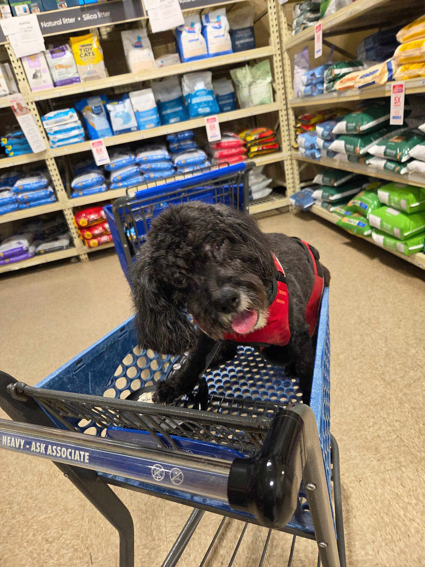 Jordon is registered to the contest to win money with this photo: animal, bags, black_dog, dog, floor, happy, harness, indoor, litter, pet, pet_food, pet_store, plastic_cart, playful, retail, shelves, shopping, shopping_cart, store_aisle, tongue_out