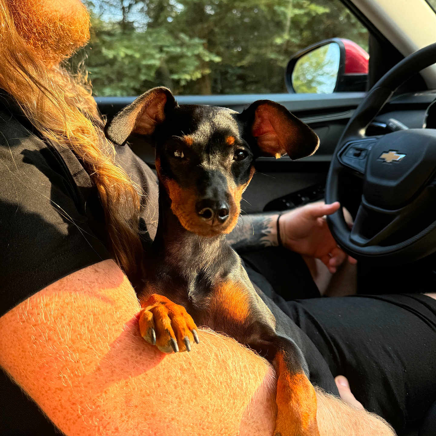 Sammy is registered to the contest to win money with this photo: adult, alloywheel, animal, canine, car, carwheel, dog, driving, face, head, machine, male, man, person, pet, spoke, tire, transportation, vehicle, wheel