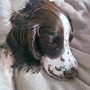 Viky participe au concours pour gagner de l'argent avec cette photo : animal, blanket, brown_fur, canine, close_up, cozy, cute, dog, fur, indoors, nap, peaceful, pet, portrait, relaxation, resting, sleeping, soft_texture, spotted, white_fur