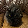 Daffodil joined the competition — help win amazing prizes! animal, black_cat, brown, cat, close_up, cute, domestic_animal, feline, fluffy, fur, house_pet, indoor, leather_couch, mammal, pet, portrait, relaxed, sitting, whiskers, yellow_eyes