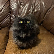 Daffodil joined the competition — help win amazing prizes! animal, black_cat, brown_couch, cat, close_up, couch_cushion, domestic_animal, feline, fluffy, fur, home, indoor, leather_couch, looking_up, pet, relaxed, seated, whiskers, yellow_eyes, yellow_pillow