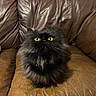 cat, black_cat, fluffy, yellow_eyes, leather_couch, brown_couch, indoor, pet, animal, feline, fur, close_up, looking_up, couch_cushion, yellow_pillow, home, domestic_animal, whiskers, seated, relaxed