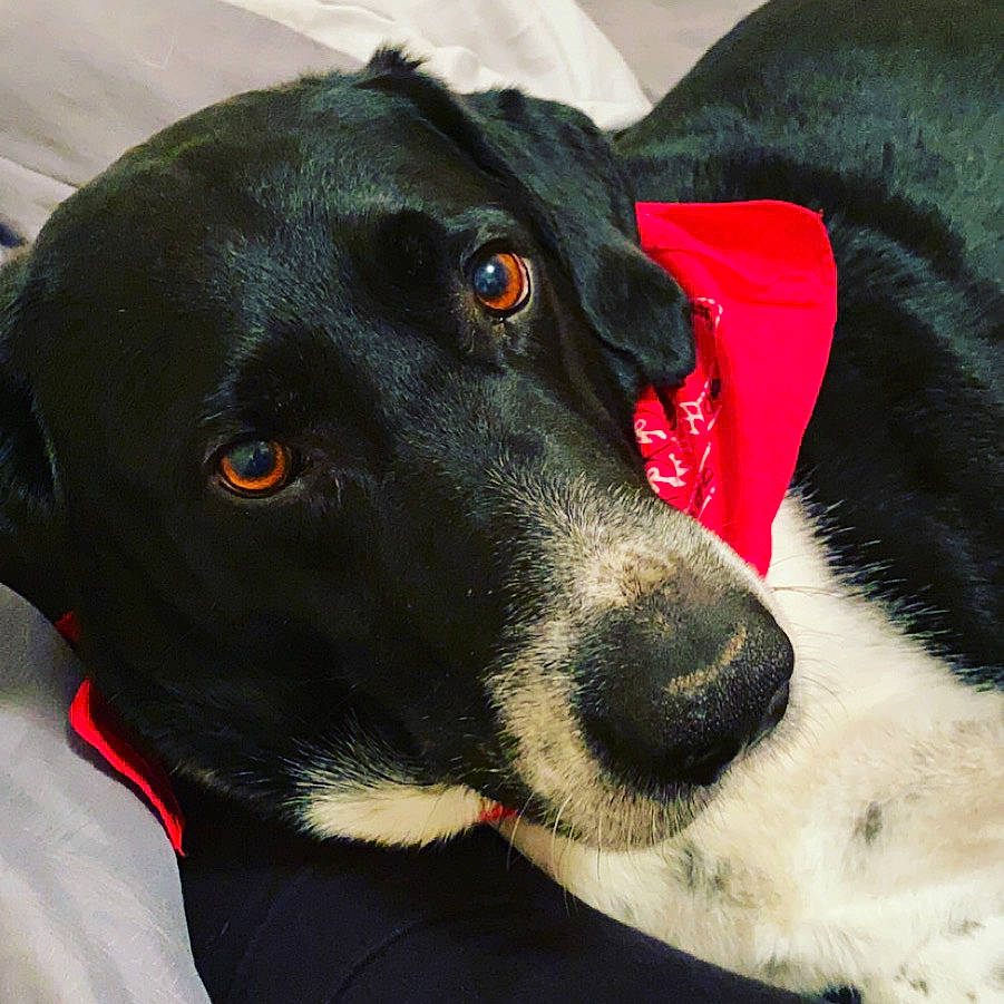 Judge is registered to the contest to win money with this photo: borador, canidae, carmine, carnivore, collar, companion_dog, dog, dog_breed, dog_collar, dog_supply, fur, mammal, pet_supply, snout, sporting_group, terrestrial_animal, vertebrate, whiskers, working_animal, working_dog