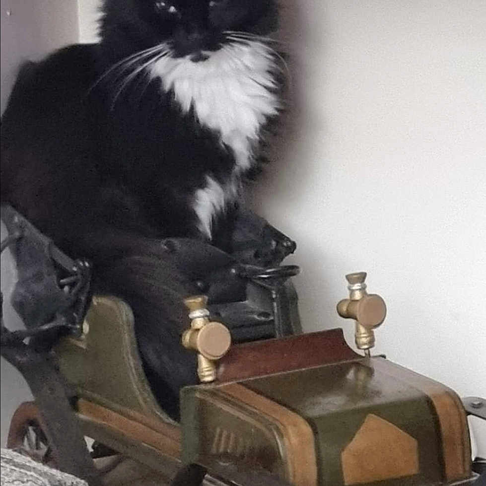 Chanel participe au concours pour gagner de l'argent avec cette photo : animal, carriage, cat, chair, device, furniture, grass, indoors, kitten, lawn, lawnmower, machine, manx, motorcycle, pet, plant, tool, transportation, vehicle, wheel