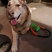 Mohawk is registered to the contest to win money with this photo: animal, canine, carpet, collar, companion, dog, ears, fur, happy, home, indoor, lying_down, mouth, nose, paw, pet, play, relaxed, tongue, toy