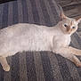Fay is registered to the contest to win money with this photo: animal, blue_eyes, cat, cream_colored, curious, ears, fabric, feline, floor, indoor, lying_down, paws, pet, relaxed, soft_lighting, striped_surface, tail, texture, whiskers, wood_floor