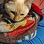 Fay is registered to the contest to win money with this photo: animal, blanket, cat, closeup, colorful, comfort, cozy, cute, domestic, feline, fur, indoor, pet, relaxed, resting, sleepy, snuggled, soft, warm, whiskers
