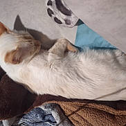 Fay is registered to the contest to win money with this photo: animal, blanket, cat, comfort, cozy, cream_colored, cushion, domestic, ears, feline, fur, indoor, pet, pile, quiet, relaxed, resting, sleeping, soft, warm