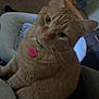 Ginger is registered to the contest to win money with this photo: animal, carpet, cat, collar, companion, cozy, curious, cute, domestic, fur, furniture, home, indoor, looking_up, orange_tabby, pet, relaxed, sitting, tag, whiskers