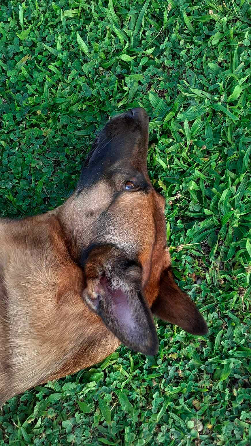 Cheyenne a rejoint le concours — aidez-le/la à gagner de superbes lots ! canidae, carnivore, dog_breed, fawn, grass, groundcover, liver, plant, sporting_group, terrestrial_animal, wildlife, working_animal