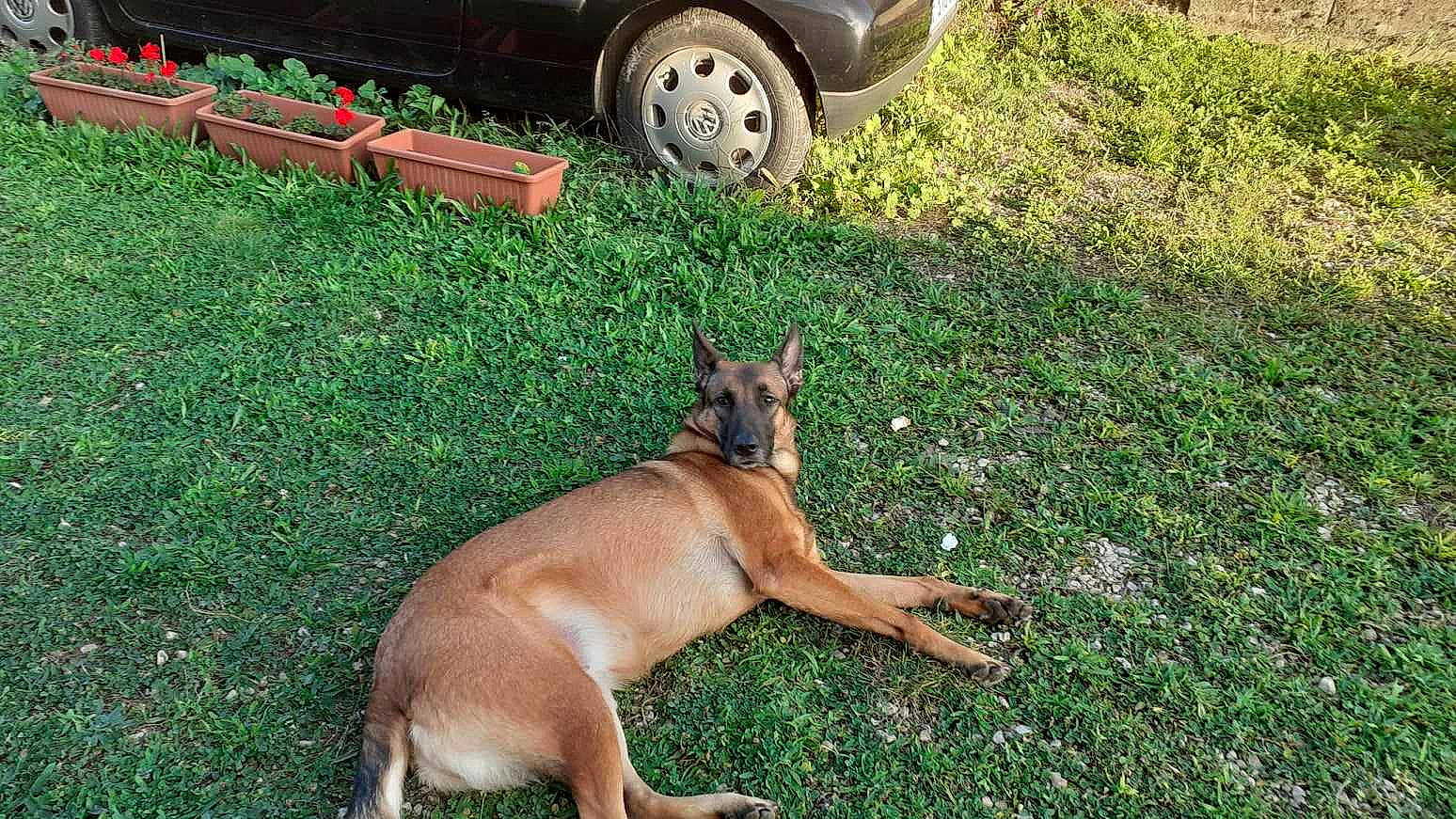 Cheyenne participe au concours pour gagner de l'argent avec cette photo : automotive_lighting, automotive_tire, bumper, car, carnivore, dog, dog_breed, family_car, fawn, fender, grass, lawn, plant, snout, tail, terrestrial_animal, tire, vehicle, vehicle_door, wheel