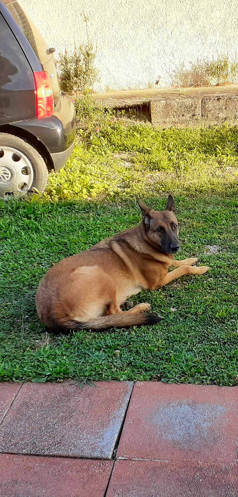 Cheyenne participe au concours pour gagner de l'argent avec cette photo : automotive_tire, canidae, car, carnivore, companion_dog, dog, dog_breed, fawn, fender, grass, plant, road_surface, snout, sporting_group, tail, terrestrial_animal, tire, vehicle, wheel, working_animal