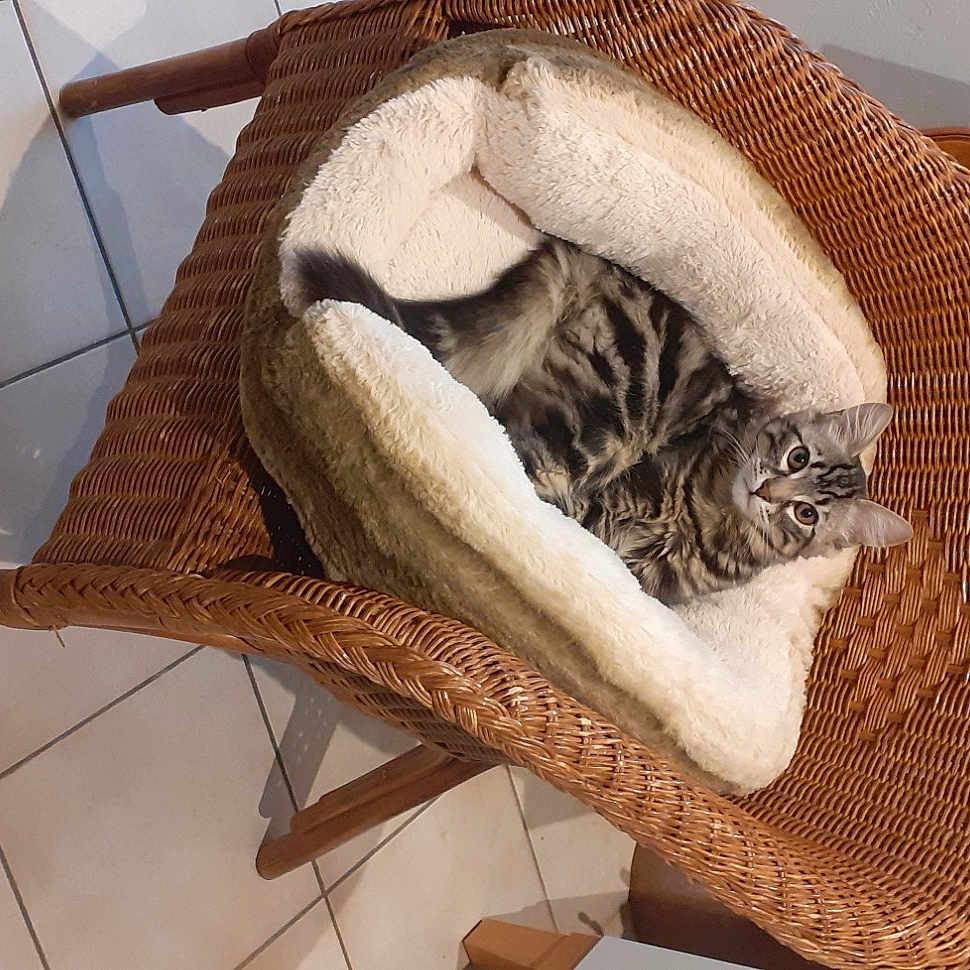 Picatchou