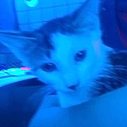 Nacho joined the competition — help win amazing prizes! animal, blue_light, blurry, cat, close_up, colorful_lights, cozy, cute, domestic_animal, ears, face, feline, fur, home, indoor, keyboard, pet, soft, technology, whiskers