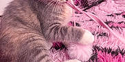 Twyla Kelly joined the competition — help win amazing prizes! kitten, cat, toy, string, pink, shaggy_rug, playful, indoor, pet, feline, young_cat, fluffy, cozy, cute, whiskers, paw, closeup, fur, domestic_cat, home