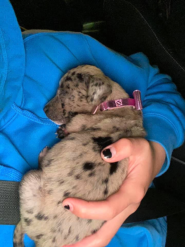 Hera joined the competition — help win amazing prizes! big_cats, carnivore, cat, claw, comfort, companion_dog, dog_breed, domestic_short_haired_cat, electric_blue, fawn, felidae, fur, leopard, paw, small_to_medium_sized_cats, snout, terrestrial_animal, whiskers, wildlife, wildlife_biologist