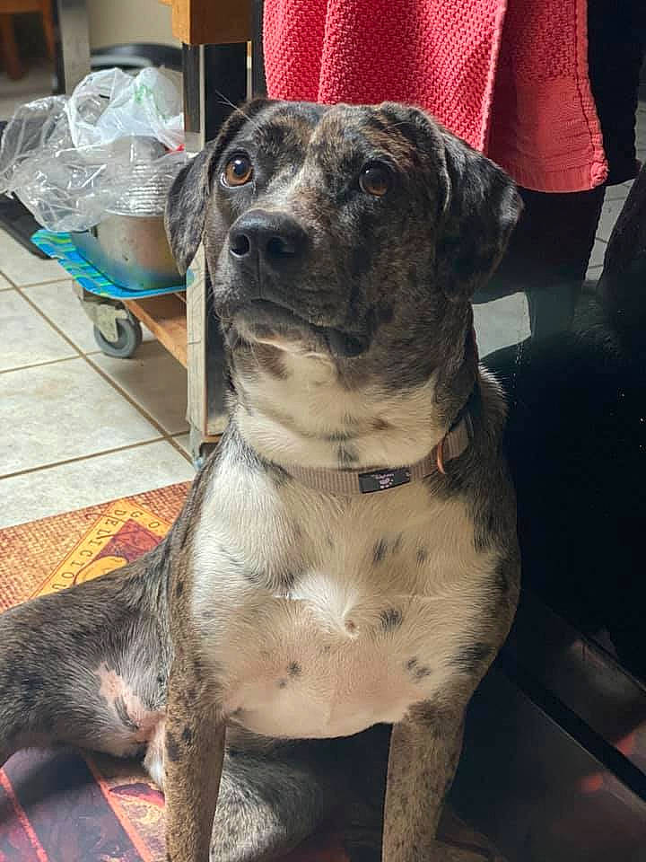 Hera joined the competition — help win amazing prizes! canidae, carnivore, collar, companion_dog, dog, dog_breed, dog_collar, fawn, fur, guard_dog, paw, pet_supply, plastic_bag, puppy, snout, sporting_group, terrestrial_animal, whiskers, working_animal, working_dog