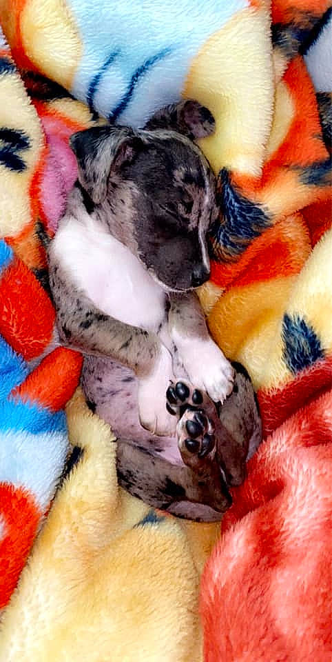 Hera joined the competition — help win amazing prizes! canidae, carnivore, comfort, companion_dog, dog, dog_breed, dog_supply, fawn, fur, hat, linens, pattern, paw, snout, sporting_group, tail, toy_dog, whiskers, wool, working_animal