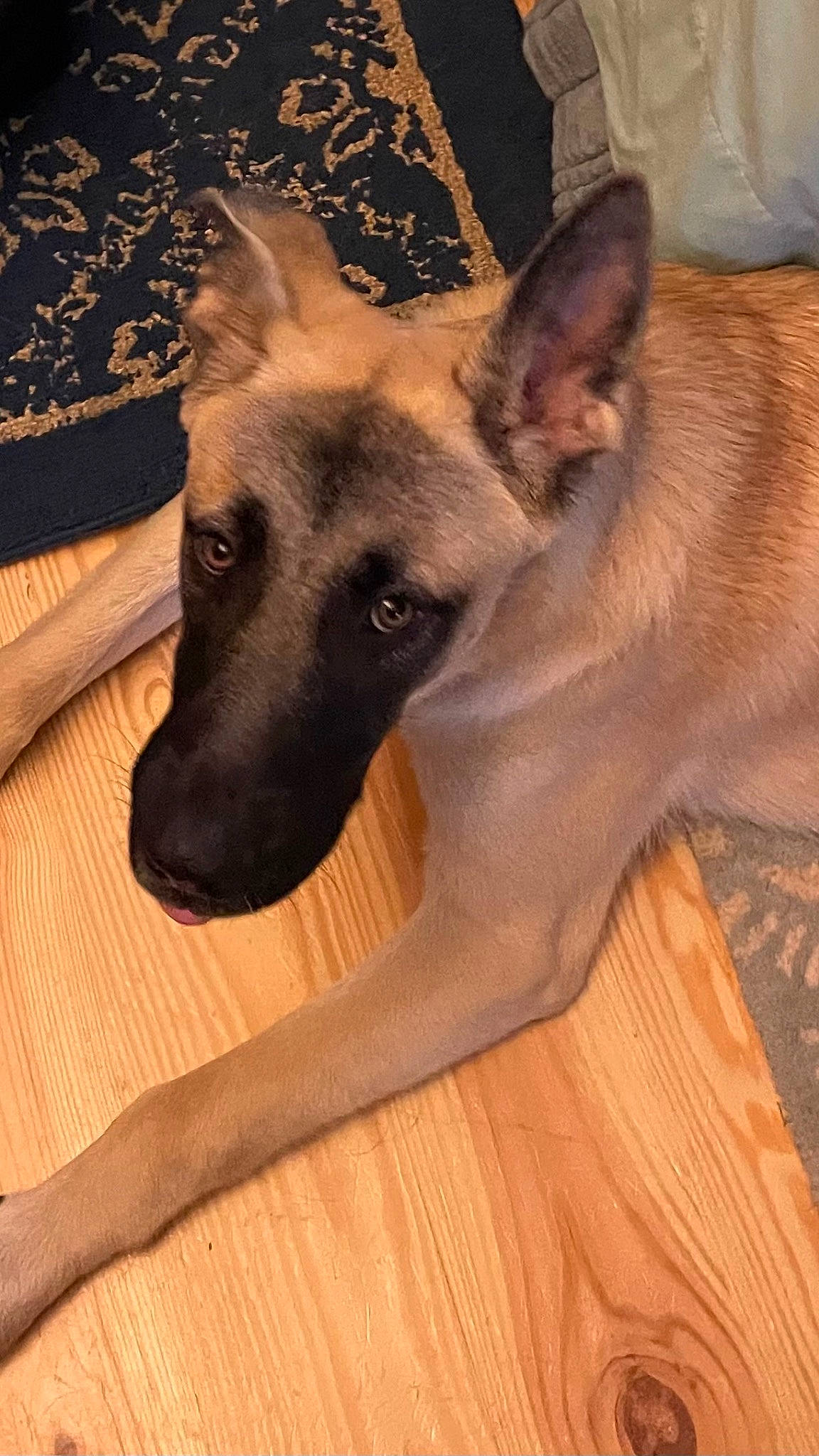 Doug joined the competition — help win amazing prizes! canidae, carnivore, companion_dog, dog, dog_breed, fawn, flooring, fur, german_shepherd_dog, hardwood, old_german_shepherd_dog, snout, sporting_group, terrestrial_animal, varnish, whiskers, wood, wood_flooring, wood_stain, working_dog