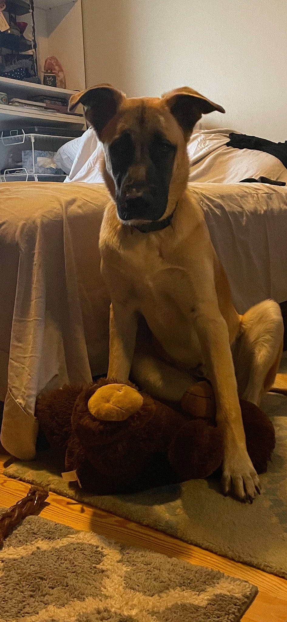 Doug joined the competition — help win amazing prizes! ancient_dog_breeds, art, canidae, carnivore, companion_dog, dog, dog_breed, dog_collar, fawn, fur, guard_dog, sculpture, sitting, snout, sporting_group, terrestrial_animal, toy_dog, whiskers, working_animal, working_dog