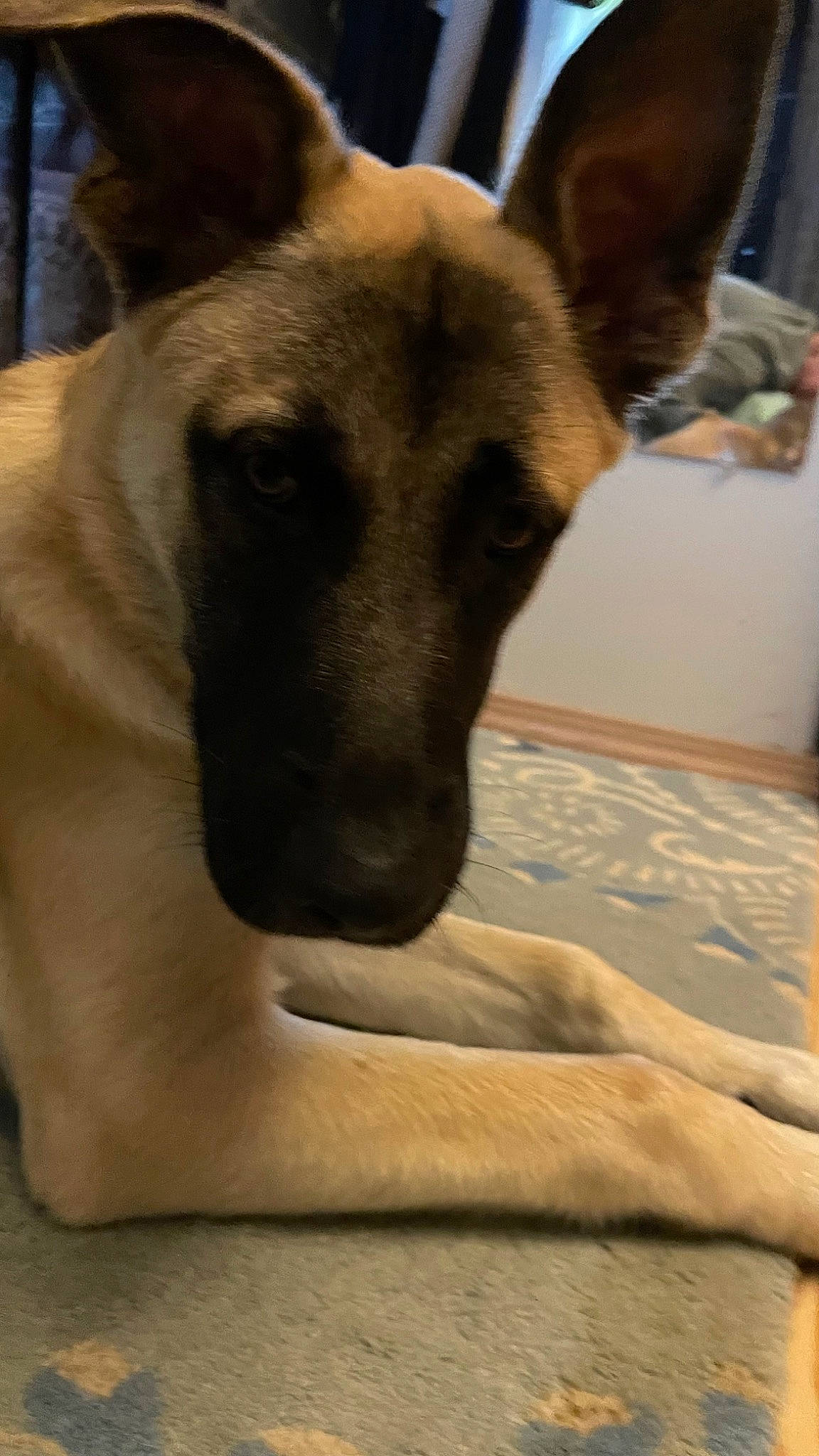 Doug is registered to the contest to win money with this photo: bored, canidae, carnivore, collar, companion_dog, dog, dog_breed, fawn, fur, german_shepherd_dog, guard_dog, paw, snout, sporting_group, terrestrial_animal, whiskers, wildlife, wood, working_animal, working_dog