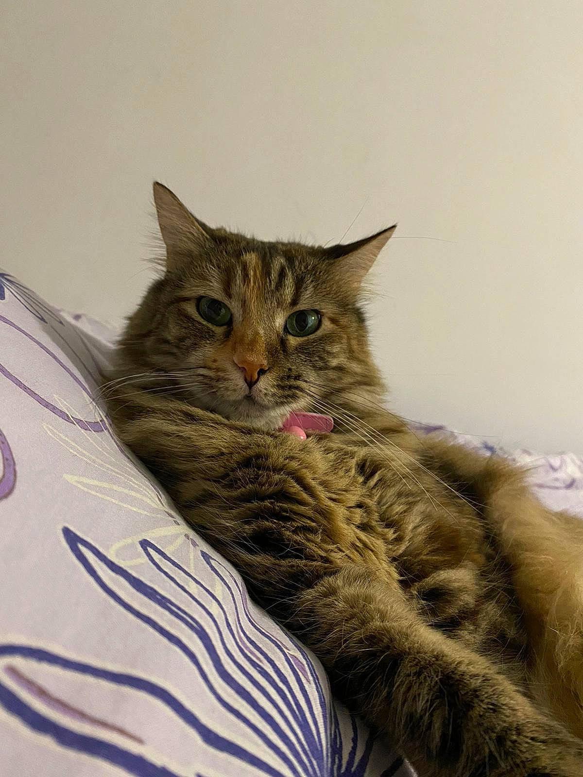 Chataine a rejoint le concours — aidez-le/la à gagner de superbes lots ! carnivore, cat, claw, comfort, domestic_short_haired_cat, fawn, felidae, fur, paw, sitting, small_to_medium_sized_cats, snout, tail, terrestrial_animal, tree, whiskers, wildlife