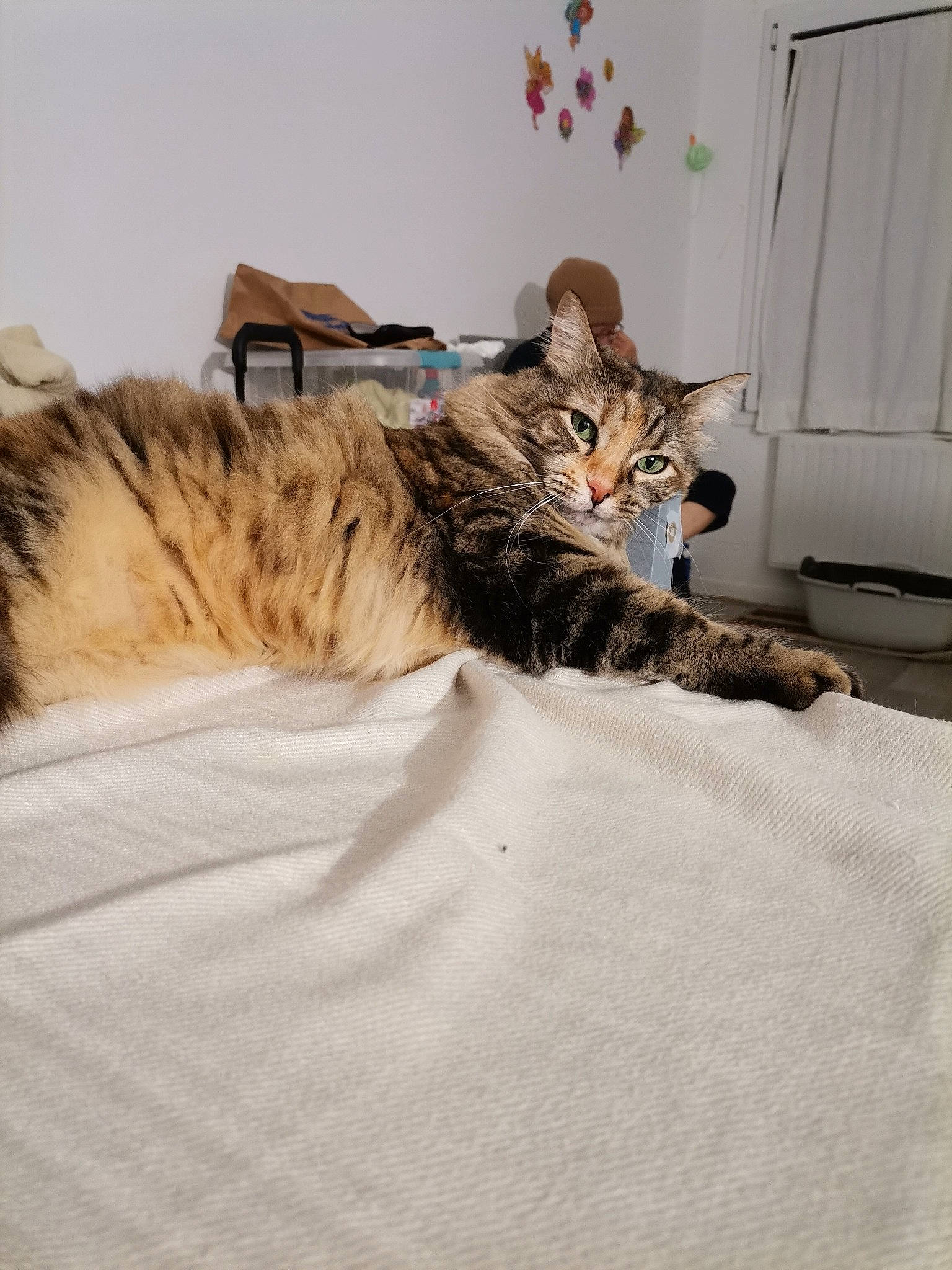 Chataine a rejoint le concours — aidez-le/la à gagner de superbes lots ! bed, bedding, carnivore, cat, chair, comfort, couch, domestic_short_haired_cat, door, felidae, flooring, fur, furniture, grey, linens, room, small_to_medium_sized_cats, tail, whiskers, wood