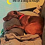 animal, bed, blanket, bodypart, canine, couch, cushion, dog, finger, furniture, greatdane, hand, homedecor, hound, labradorretriever, person, pet, puppy, sleeping, snout