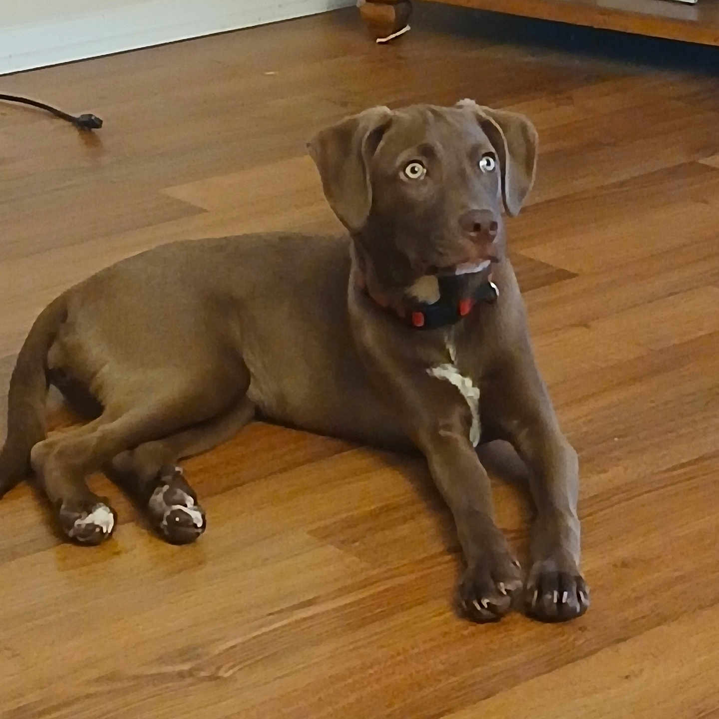 Harley is registered to the contest to win money with this photo: animal, architecture, building, bulldog, canine, dog, furniture, hardwood, hound, indoors, interiordesign, labradorretriever, livingroom, pet, pitbull, plywood, pointer, puppy, stainedwood, wood