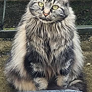 Queen participe au concours pour gagner de l'argent avec cette photo : cat, fluffy, tabby, outdoor, animal, pet, feline, fur, green_eyes, sitting, closeup, whiskers, ears, nose, tail, nature, concrete, metal_fence, portrait, alert