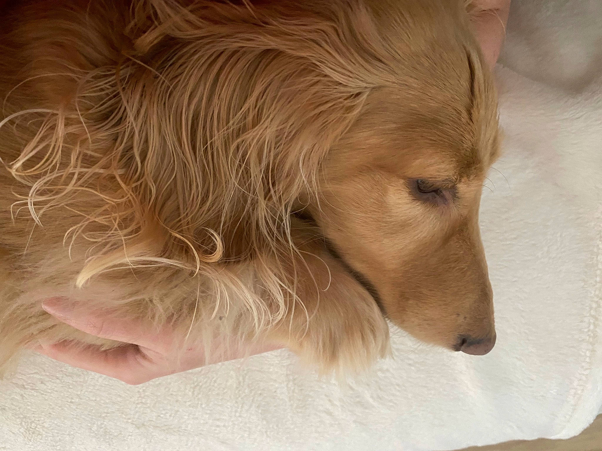 Litchi participe au concours pour gagner de l'argent avec cette photo : canidae, carnivore, companion_dog, dog, dog_breed, ear, eye, fawn, fur, liver, paw, puppy, retriever, snout, sporting_group, terrestrial_animal, whiskers, working_animal