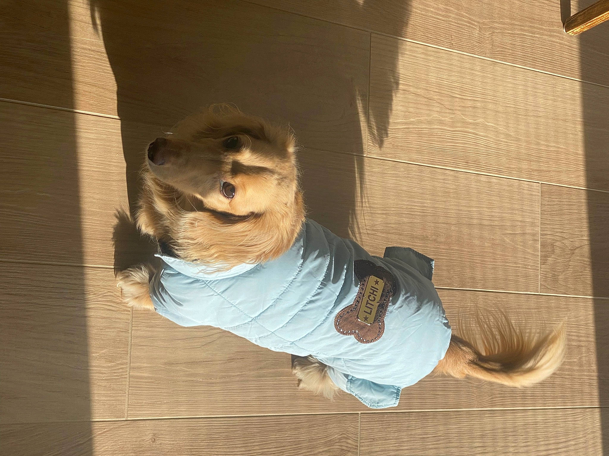 Litchi participe au concours pour gagner de l'argent avec cette photo : art, canidae, companion_dog, dog_breed, door, eyewear, felidae, fictional_character, flooring, fur, snout, sporting_group, sunglasses, tail, visual_arts, whiskers, window, wood