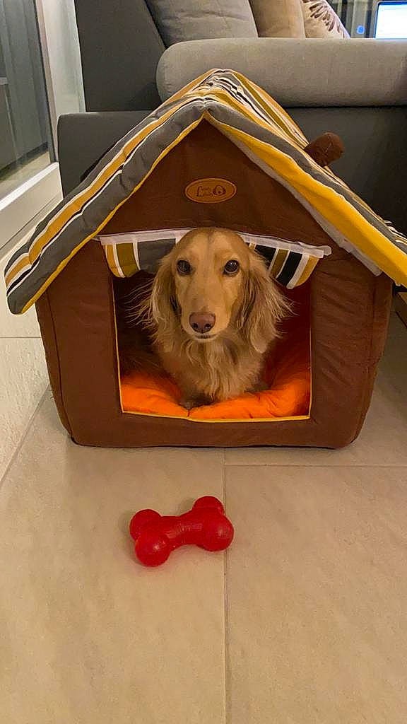 Litchi participe au concours pour gagner de l'argent avec cette photo : automotive_exterior, canidae, car_seat_cover, carnivore, cart, companion_dog, dog, dog_breed, dog_supply, fashion_accessory, fawn, flooring, fur, pet_supply, rectangle, room, snout, sporting_group, wood, working_animal