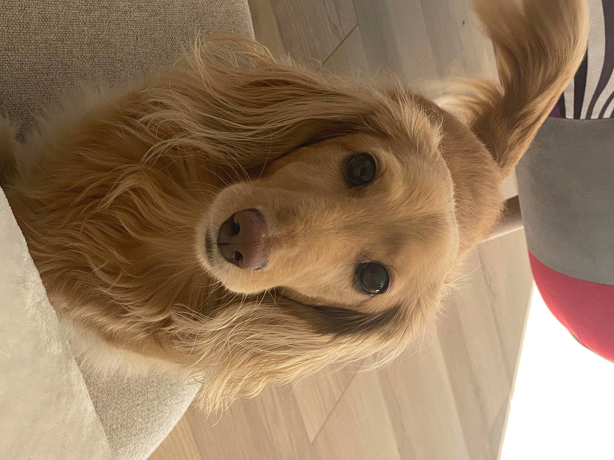 Litchi a rejoint le concours — aidez-le/la à gagner de superbes lots ! aircraft, art, aviation, balloon, canidae, carnivore, companion_dog, dog, dog_breed, eye, feather, fur, golden_retriever, sporting_group, toy_dog, whiskers, wing, wood, working_animal